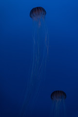 beautiful jellyfish in the aquarium