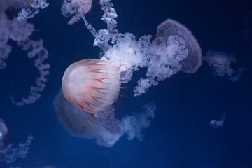 Naklejka premium beautiful jellyfish in the aquarium