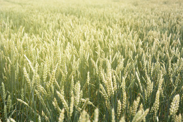 Juicy fresh ears of young green wheat on nature in spring summer field close-up