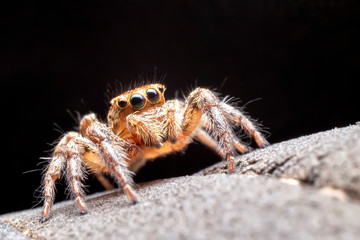 Close up of the jumping spiger on dry branches with black background.  Selective focus of the yellow spider on dry leaf in the morning.