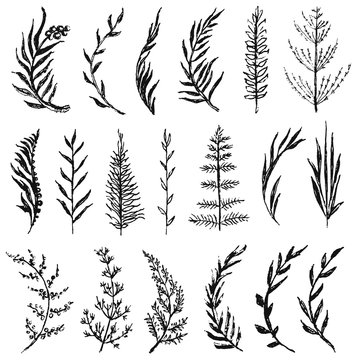 Botanical set clipart. Hand drawn leaves, branches and herbs for decoration, invitation, wedding or postcard. Ink vector illustration.