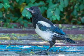 Magpie stands on a bench and looks at the photographer. Common magpie. City birds.