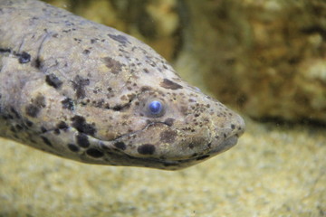 ハイギョの一種(顔部分)
