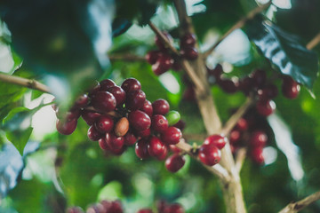 Plantas de café orgnánico