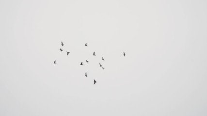 Birds flying in the sky, slow-motion, 1080 120p