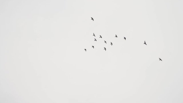 Birds flying in empty sky slow-motion