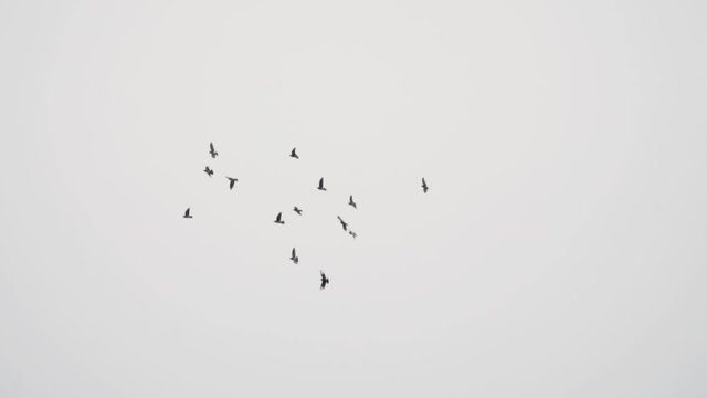 Birds flying in the sky, slow-motion, 1080 120p