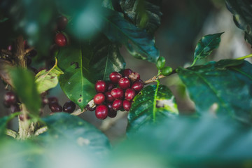 Plantas de café orgnánico