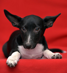 black and white eared puppy half-breed on a red background
