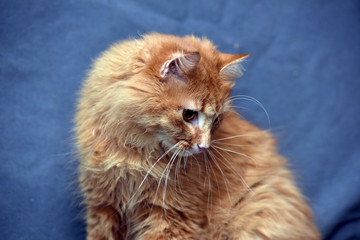 red fluffy cat on a gray background