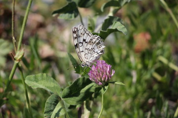 butterfly on flower