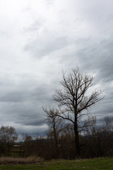 Trees on grass field