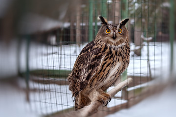 portrait of an owl