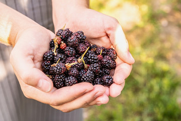 Farmer hands with freshly harvested blackberries on nature background