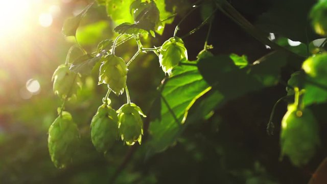 Green fresh hop cones for making beer and bread in backlight slow motion closeup