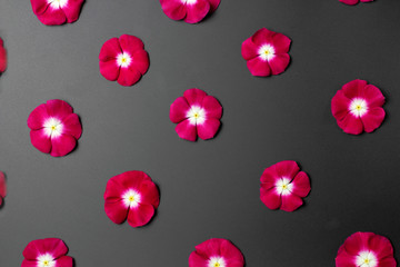 Flowers of red catharanthus on a dark background, periodic pattern.