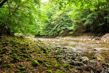 Fototapeta premium 奥秩父の渓流