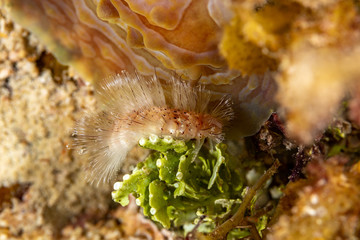 Dangerous marine animal, Fireworm (Chloeia parva), causes strong itchiness when touched, Philippines, south-east Asia