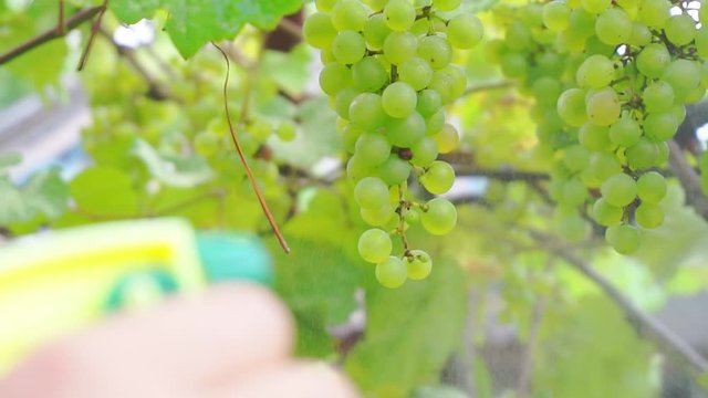 Agriculture. plant growing.plant treatment. sprayer sprays liquid onto the leaves and fruits of a grape plant. close-up. shallow depth of field.