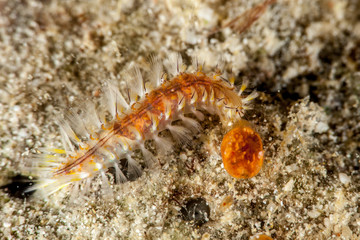 Obraz na płótnie Canvas Dangerous marine animal, Fireworm (Chloeia parva), causes strong itchiness when touched, Philippines, south-east Asia