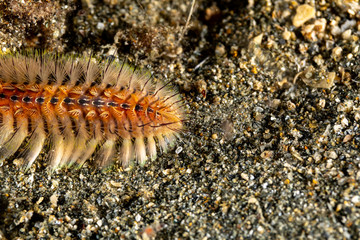 Fire Worm, Chloeia flava, Romblon, Philippines