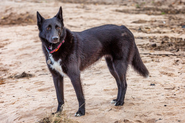 Black dog on a sandy beach. Close-up.