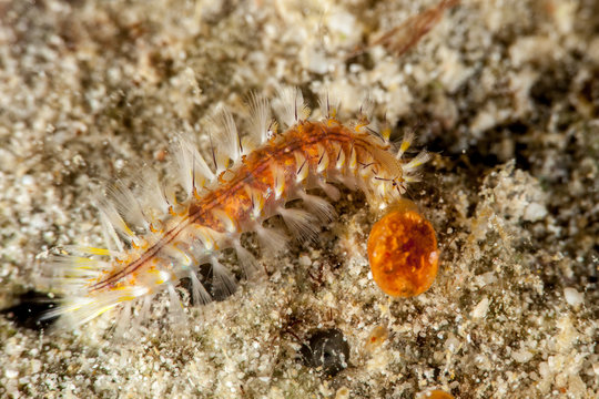 Dangerous marine animal, Fireworm (Chloeia parva), causes strong itchiness when touched, Philippines, south-east Asia