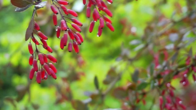 sprig of barberry plant covered with leaves and berries. close-up. shallow depth of field.