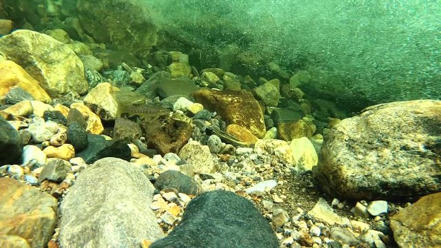 Young salmon fish in river
