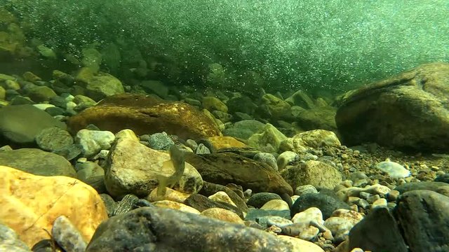 Young salmon fish in river