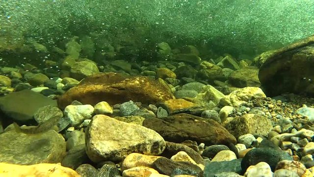 Young salmon fish in river
