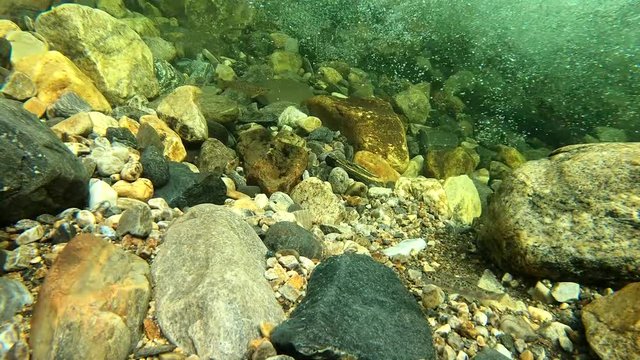 Young salmon fish in river