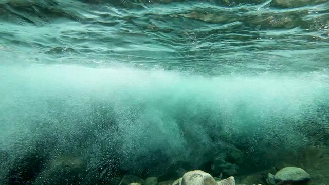 Small and large anadromous fish in the river 