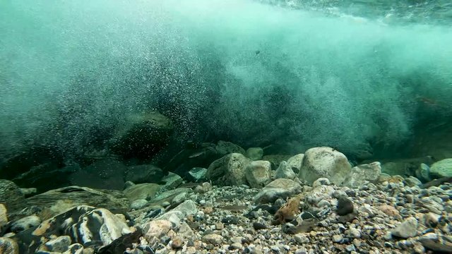 Small and large anadromous fish in the river 
