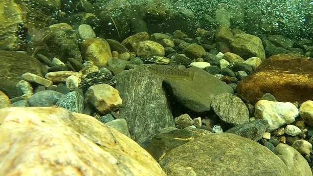 Salmon smolt under water