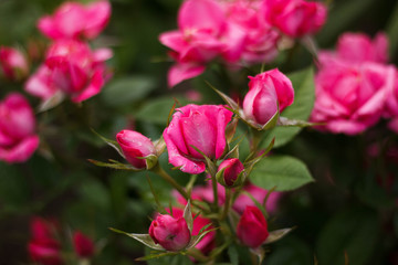 pink flowers in the garden