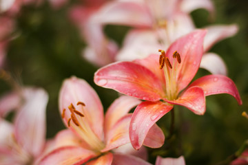 Macro photo nature blooming flower Lilium. Background texture blooming pink flowers lily. 