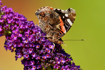 Admiral auf Sommerflieder