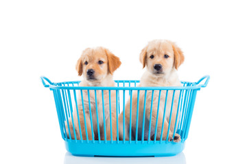 Little two golden retriever dogs sitting in basket isolated over white background