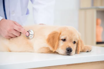 Abwaschbare Fototapete Tierärzte Kranker Hundegesichtsausdruck, während der Tierarzt den Hund mit dem Stethoskop in der Tierklinik überprüft