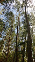 Fototapeta premium Look up to the sky around Pine forest when sunset time 