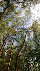 Look up to the sky around Pine forest when sunset time   