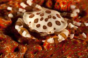 Sea Cucumber Swimmer Crab it lives usually in associatin with sea cucumber