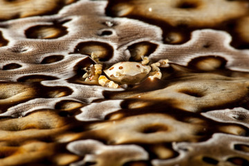 Sea Cucumber Swimmer Crab it lives usually in associatin with sea cucumber