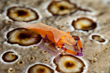 Emperor Shrimp or Imperial Partner Shrimp (Periclemenes Imperator)