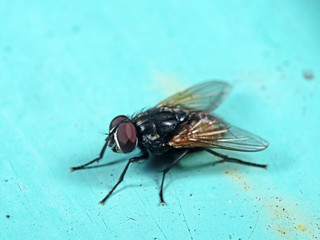 Obraz premium Macro Photo of Housefly on Light Blue Floor