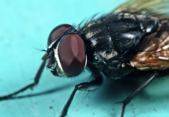 Macro Photo of Housefly on Light Blue Floor