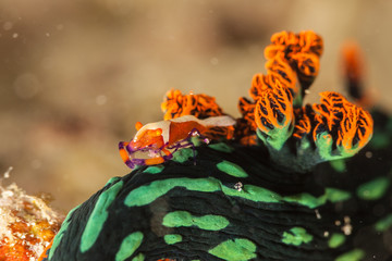 Emperor Shrimp or Imperial Partner Shrimp (Periclemenes Imperator)
