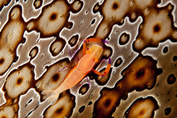 Emperor Shrimp or Imperial Partner Shrimp (Periclemenes Imperator)