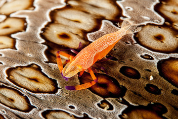 Emperor Shrimp or Imperial Partner Shrimp (Periclemenes Imperator)